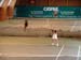 2008.09.07tvcb_tournoi002